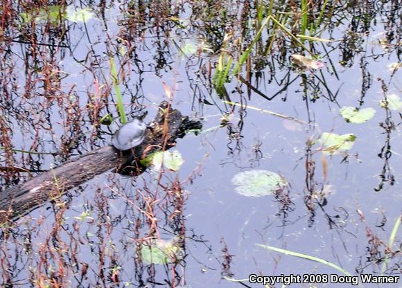 Eastern Painted Turtle (Chrysemys picta picta)