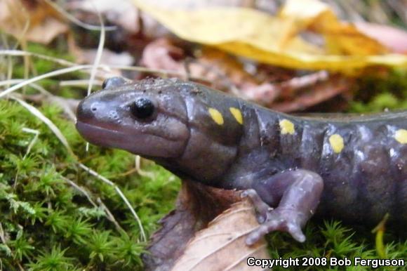 Spotted Salamander (Ambystoma maculatum)