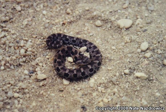 Eastern Hog-nosed Snake (Heterodon platirhinos)