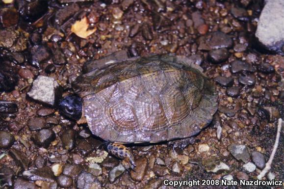 Wood Turtle (Glyptemys insculpta)