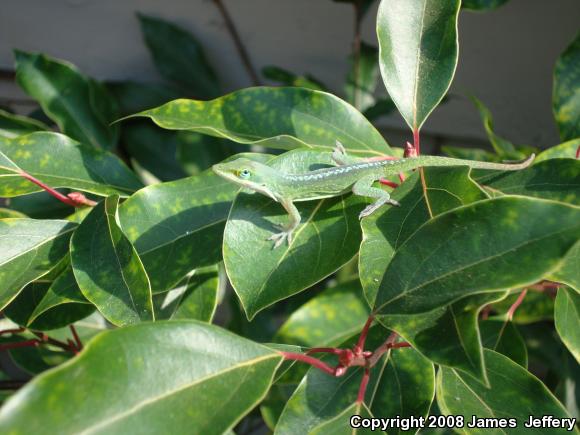 Northern Green Anole (Anolis carolinensis carolinensis)