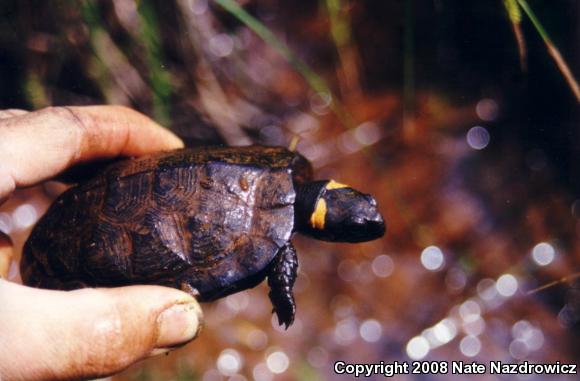 Bog Turtle (Glyptemys muhlenbergii)