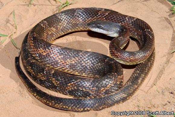 Texas Ratsnake (Pantherophis obsoletus lindheimeri)