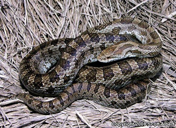 Prairie Kingsnake (Lampropeltis calligaster calligaster)