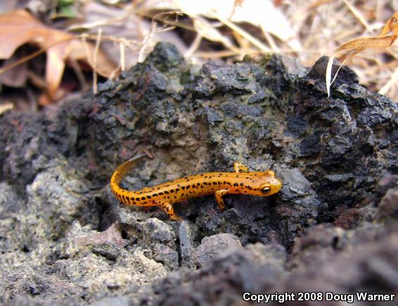 Long-tailed Salamander (Eurycea longicauda longicauda)