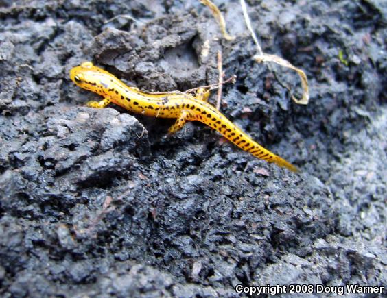 Long-tailed Salamander (Eurycea longicauda longicauda)