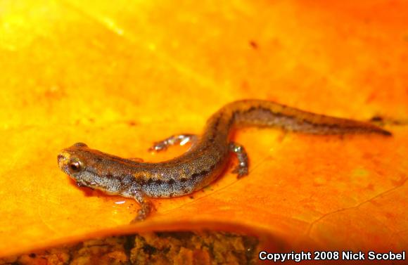 Four-toed Salamander (Hemidactylium scutatum)