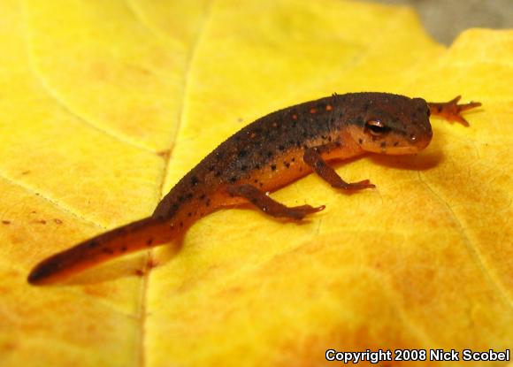 Red-Spotted Newt (Notophthalmus viridescens viridescens)