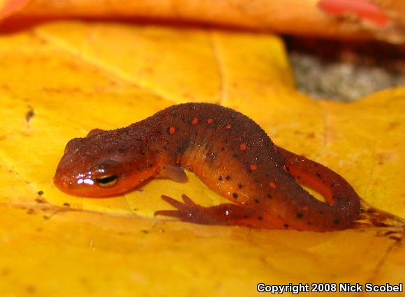 Red-Spotted Newt (Notophthalmus viridescens viridescens)