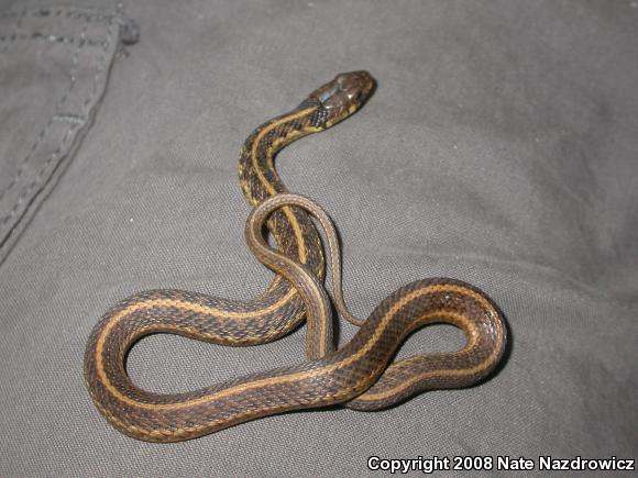 Eastern Gartersnake (Thamnophis sirtalis sirtalis)