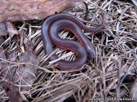 Eastern Wormsnake (Carphophis amoenus amoenus)