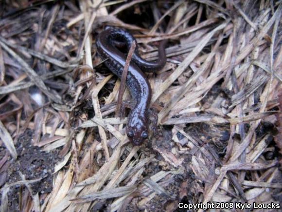 Eastern Red-backed Salamander (Plethodon cinereus)