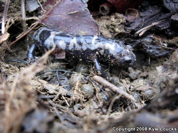 Marbled Salamander (Ambystoma opacum)