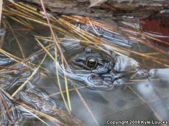 Southern Leopard Frog (Lithobates sphenocephalus utricularius)