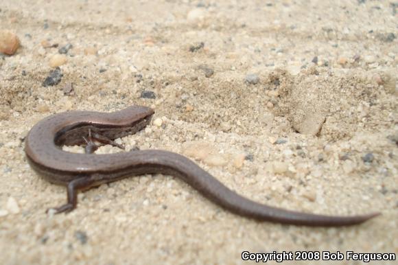 Little Brown Skink (Scincella lateralis)