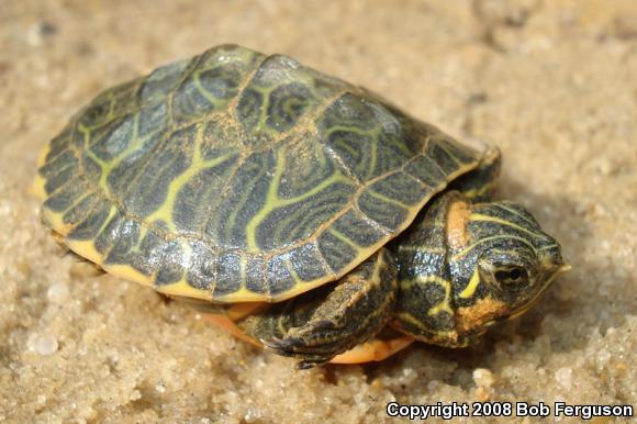 Northern Red-bellied Cooter (Pseudemys rubriventris)