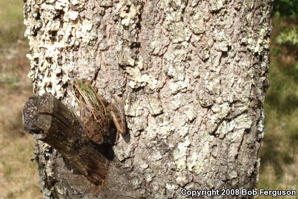 Southern Leopard Frog (Lithobates sphenocephalus utricularius)