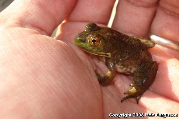 American Bullfrog (Lithobates catesbeianus)