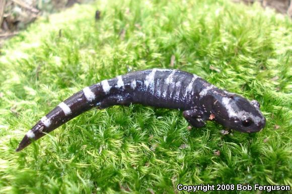 Marbled Salamander (Ambystoma opacum)