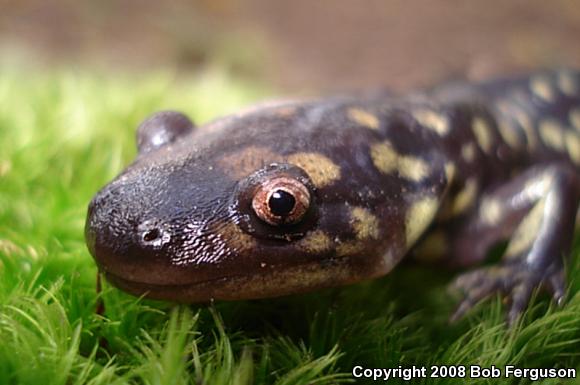 Eastern Tiger Salamander (Ambystoma tigrinum)