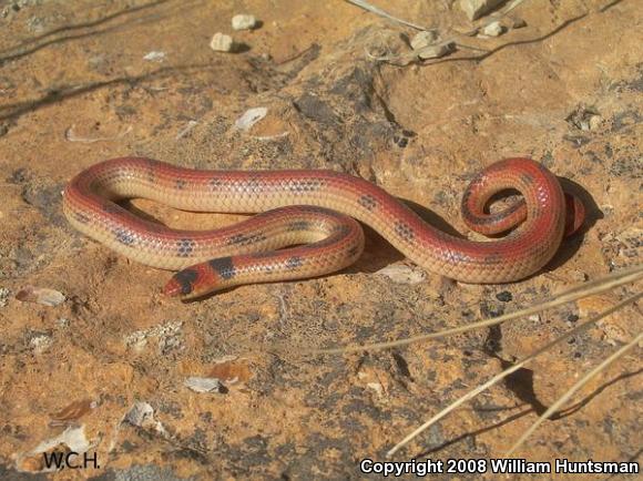 Variable Groundsnake (Sonora semiannulata semiannulata)