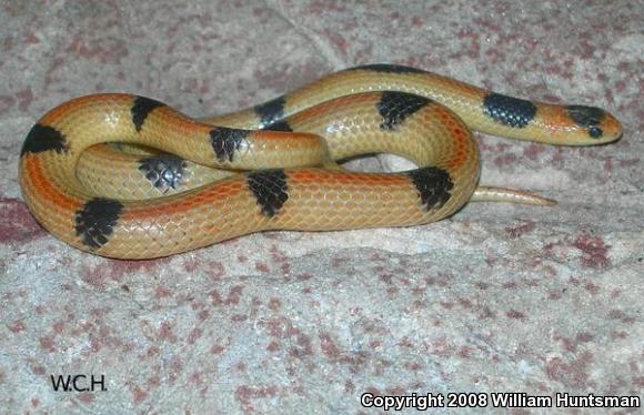 Variable Groundsnake (Sonora semiannulata semiannulata)