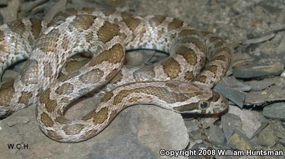 Great Plains Ratsnake (Pantherophis emoryi)