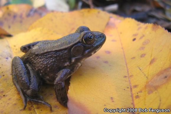 Northern Green Frog (Lithobates clamitans melanota)