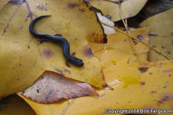 Eastern Red-backed Salamander (Plethodon cinereus)