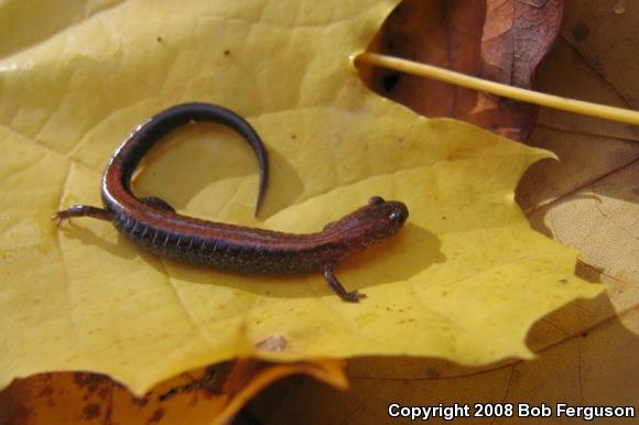 Eastern Red-backed Salamander (Plethodon cinereus)