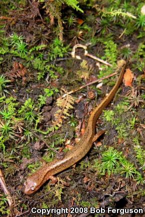 Northern Two-lined Salamander (Eurycea bislineata)