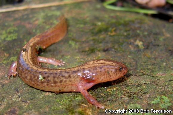 Northern Red Salamander (Pseudotriton ruber ruber)