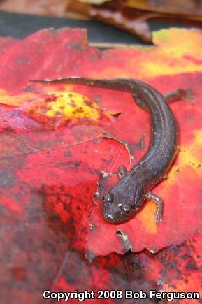 Northern Dusky Salamander (Desmognathus fuscus)