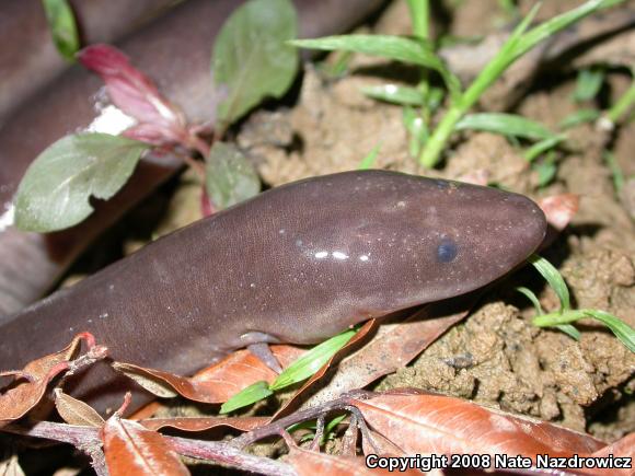 Three-toed Amphiuma (Amphiuma tridactylum)