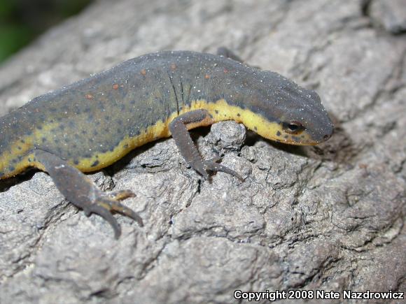 Central Newt (Notophthalmus viridescens louisianensis)