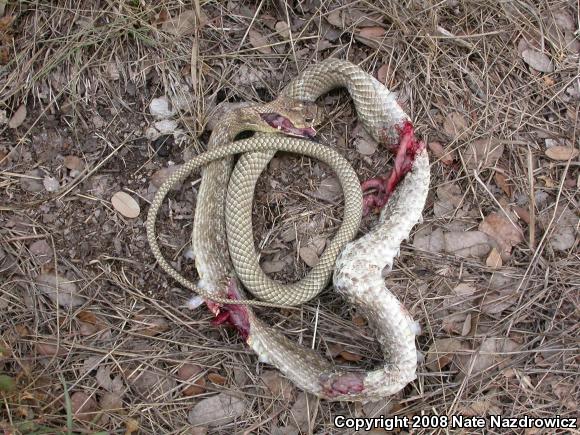 Western Coachwhip (Coluber flagellum testaceus)