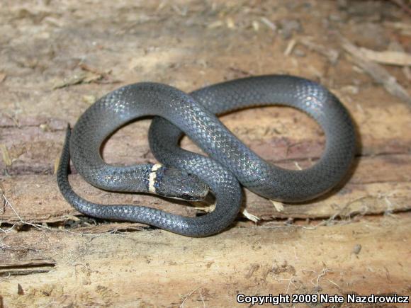 Mississippi Ring-necked Snake (Diadophis punctatus stictogenys)