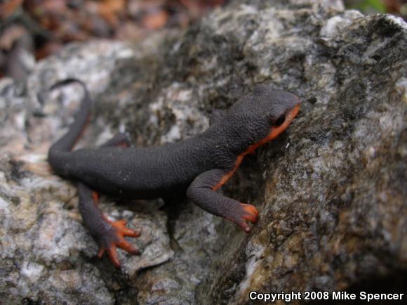 Red-bellied Newt (Taricha rivularis)