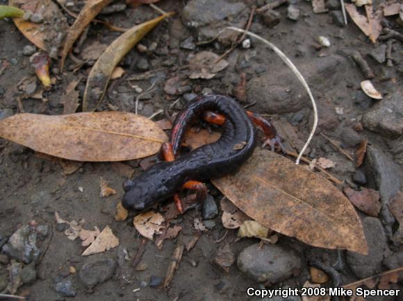 Oregon Ensatina (Ensatina eschscholtzii oregonensis)