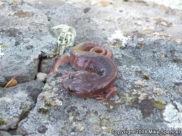 Arboreal Salamander (Aneides lugubris)