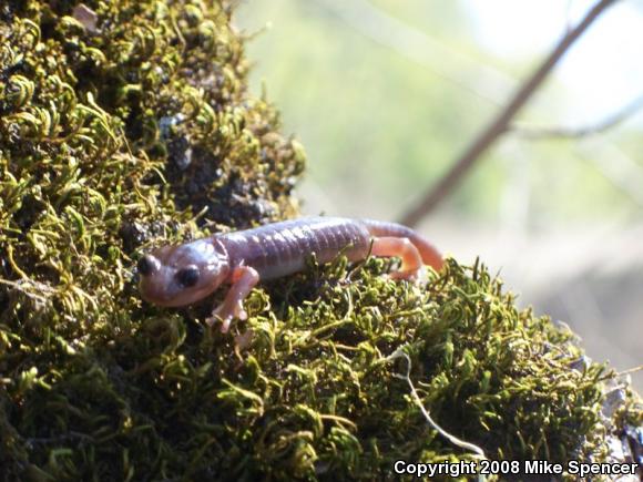 Arboreal Salamander (Aneides lugubris)