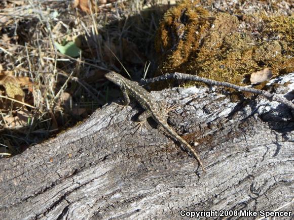 NorthWestern Fence Lizard (Sceloporus occidentalis occidentalis)