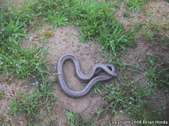 Coastal Rosy Boa (Lichanura trivirgata roseofusca)