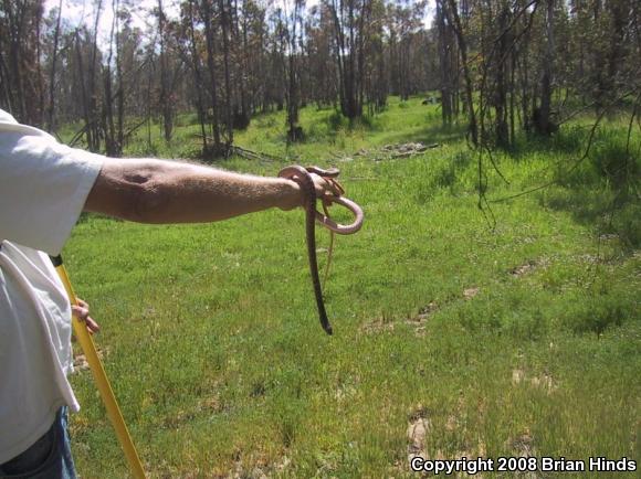 Red Racer (Coluber flagellum piceus)