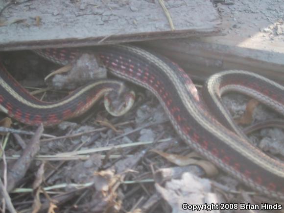 California Red-sided Gartersnake (Thamnophis sirtalis infernalis)