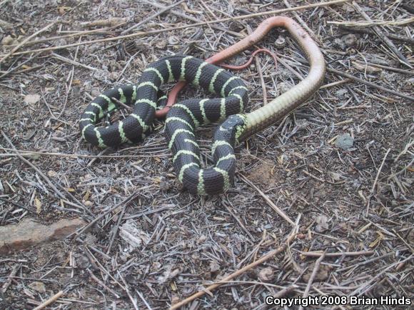 California Striped Racer (Coluber lateralis lateralis)