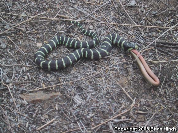 California Striped Racer (Coluber lateralis lateralis)