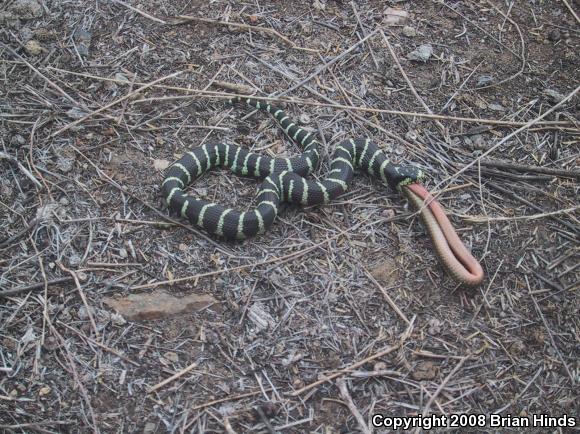 California Striped Racer (Coluber lateralis lateralis)