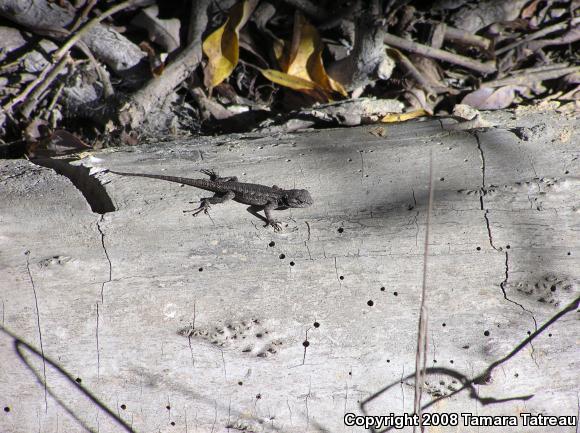 Great Basin Fence Lizard (Sceloporus occidentalis longipes)