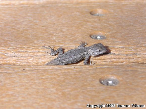 Great Basin Fence Lizard (Sceloporus occidentalis longipes)